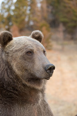 Grizzly (brown) bear in western US