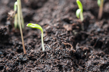 Plant growth-new beginnings step, ecological friendly and sustainable environment concept