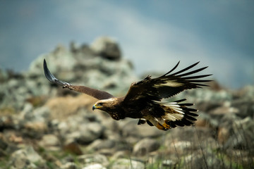 Goldean Eagle (Aquila chrysaetos) at mountain meadow in Eastern Rhodopes, Bulgaria