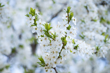 White blossom tree in the white background. Early spring.