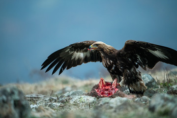 Juvenile Goldean Eagle (Aquila chrysaetos) on prey at mountain meadow in Eastern Rhodopes, Bulgaria