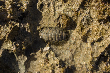 seashells in stones on the sea