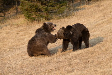Grizzly (brown) bear in western US