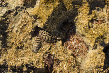 tropical fish on coral reef
