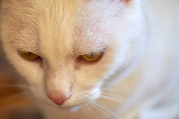 Portrait of a white cat.