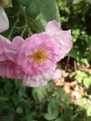 Obraz premium pink flower in the garden