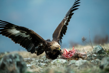 Juvenile Goldean Eagle (Aquila chrysaetos) on prey at mountain meadow in Eastern Rhodopes, Bulgaria