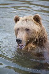 Fototapeta na wymiar Grizzly (brown) bear in western US