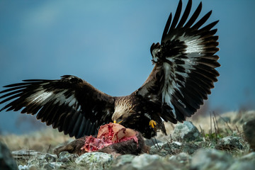 Juvenile Goldean Eagle (Aquila chrysaetos) on prey at mountain meadow in Eastern Rhodopes, Bulgaria