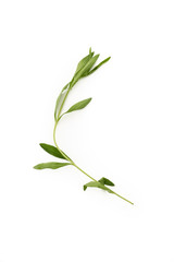 Tarragon herbs close up isolated on white background