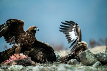Adult and juvenile Golden Eagle (Aquila chrysaetos) on prey at mountain meadow in Eastern Rhodopes, Bulgaria