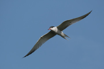 Tern, a whtie bird with black head and red beak with spread wings with copy-space