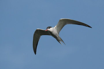 Tern, a whtie bird with black head and red beak flying with copy-space