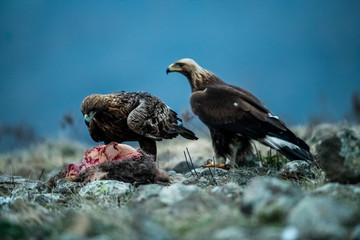 Adult and juvenile Golden Eagle (Aquila chrysaetos) on prey at mountain meadow in Eastern Rhodopes, Bulgaria