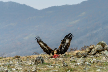 Juvenile Goldean Eagle (Aquila chrysaetos) on prey at mountain meadow in Eastern Rhodopes, Bulgaria