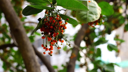 Berries growing on tree