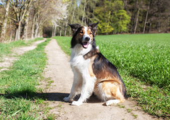 Border Collie