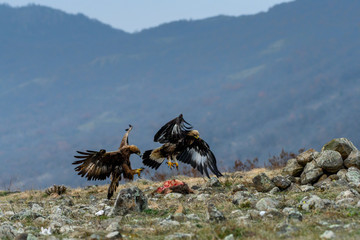 Adult and juvenile Golden Eagle (Aquila chrysaetos) on prey at mountain meadow in Eastern Rhodopes, Bulgaria