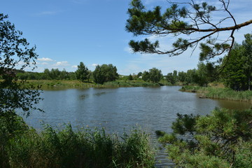 Obraz premium lake in forest