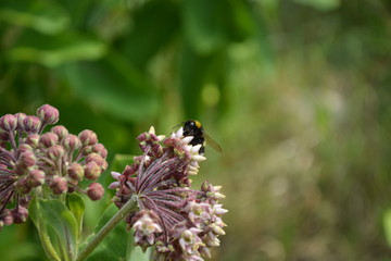 bee on flower