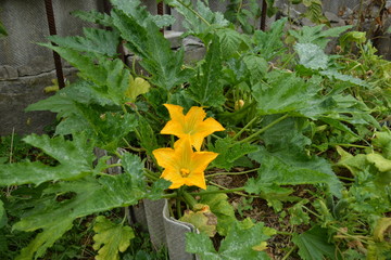 zucchini in the garden