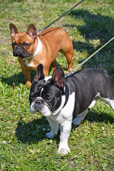 Nice french bulldogs outdoor