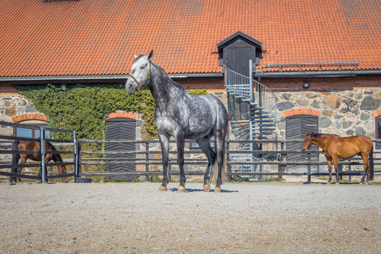 Dapple-grey horse in a corral. Thoroughbred horses eat and drink in paddock.