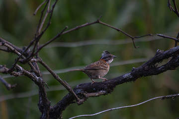 Passaros no santuario do Caraça onde a vida selvagem se prolifera, Brasil
