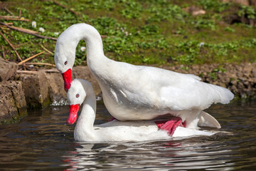 Fototapeta premium Coscoroba Swans mating a small white waterfowl species of swan found in South America