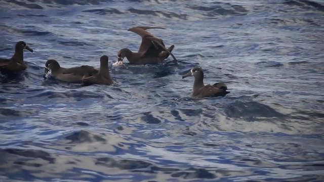 小笠原　漁師が捨てたイカを食べる　クロアシアホウドリ