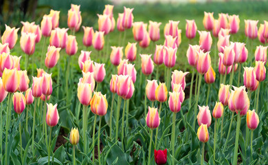 Beautiful tulip flowers is a veritable Eden in Indira Gandhi Memorial Tulip Garden Srinagar is Asia’s largest such garden at Srinagar, Jammu and Kashmir, India