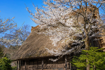 桜咲く春の白川郷
