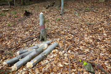 Damaged trees caused by beaver