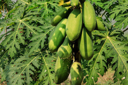 Gr&uuml;ne und gelbe Papaya an einem Baum