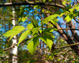 Maple leaves