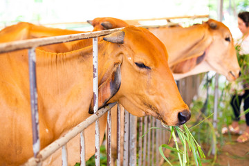 Brown cows eat tha grass last meal at Slaughterhouse