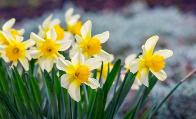 White daffodils in a flower garden in sunny weather with a blurry background_