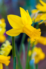 Daffodil (narcissus) 'The Alliance' growing outdoors in the spring season