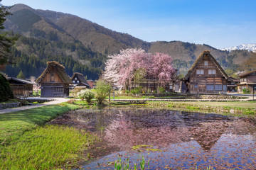 桜咲く春の白川郷