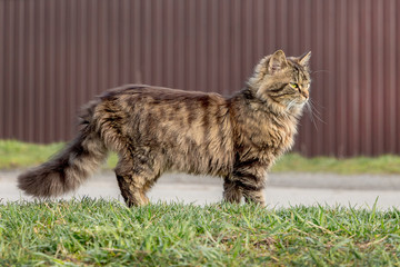Naklejka na ściany i meble Fluffy striped cat in full height on the grass_