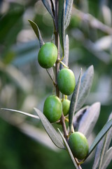 Grüne Oliven eines Olivenbaumes - gesunde Ernährung