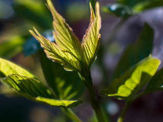 Fototapeta premium branches of tree are yellow brown against bright sky. Young shoots, water hanging from a branch, flowering trees in garden, blooming spring nature. The effect of light. Shallow depth of field