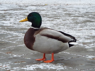 drake near the pond in autumn