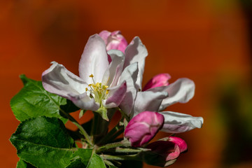Obraz premium Close-up of white and pink apple tree flowers on blurred brick wall background. Bright sunny spring theme for any design. Selective focus