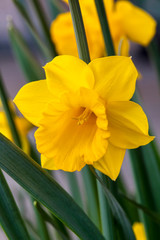 Obraz premium Daffodil (narcissus) 'Welsh Warrior' growing outdoors in the spring season