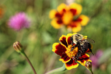 Detail of yellow and orange garden flowers