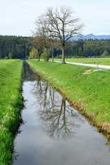Entwässerungskanal mit Spiegelbild von Bäumen, Linthebene bei Tuggen, Schwyz, Schweiz