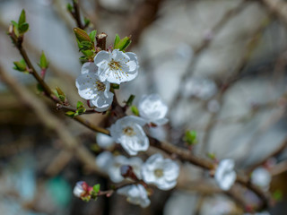 Raindrops on flowers of plum and apricot with green leaves in spring. Young shoots, water hanging from branch, flowering trees in garden, blooming spring nature. Effect light. Shallow depth of field