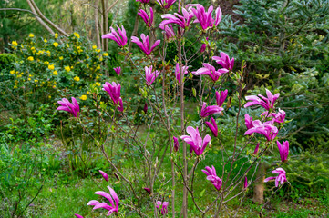Fototapeta premium Young Magnolia Susan (Magnolia liliiflora x Magnolia stellata) blooming in spring ornamental garden on background of evergreens. Selective focus