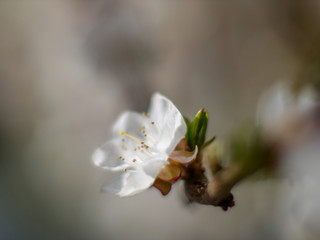 Raindrops on flowers of plum and apricot with green leaves in spring. Young shoots, water hanging from branch, flowering trees in garden, blooming spring nature. Effect light. Shallow depth of field